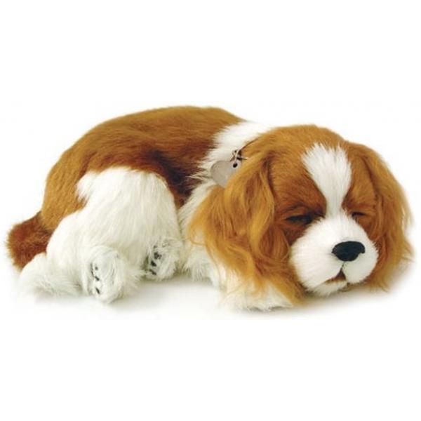 Perfect Petzzz - Soft Cavalier King Charles
