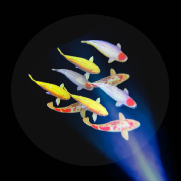 Sensory Vista Pro Projektor