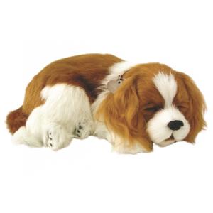 Perfect Petzzz - Soft Cavalier King Charles