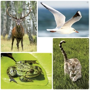 Bildkarten mit Tiergeräuschen