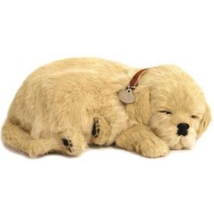 Geliebte Tiere - Hundewelpe Golden Retriever