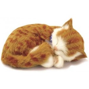 Geliebte Tiere - Kätzchen orange