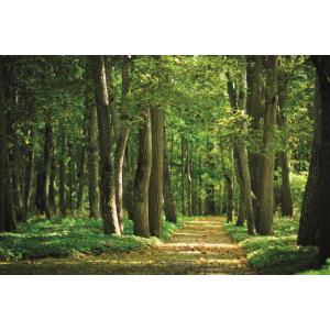 Spirit Pro Parfum Nachfüllung (Schwarz) - Wald